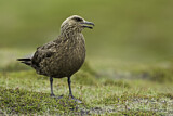 Image. Skua