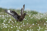 Image. Skua