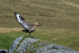 Image. Skua