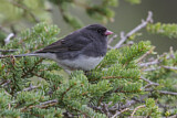 Image. Slate-colored Junco