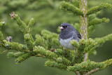 Image. Slate-colored Junco