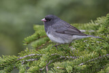 Image. Slate-colored Junco