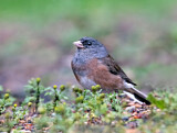 Image. Slate-colored Junco
