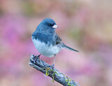 Image. Slate-colored Junco