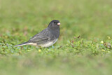 Image. Slate-colored Junco