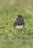 Image. Slate-colored Junco