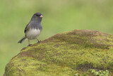 Image. Slate-colored Junco
