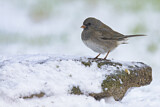 Image. Slate-colored Junco