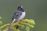 Image. Slate-colored Junco