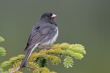 Image. Slate-colored Junco
