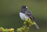 Image. Slate-colored Junco
