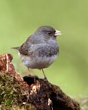 Image. Slate-colored Junco