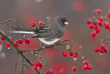 Image. Slate-colored Junco
