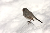 Image. Slate-colored Junco