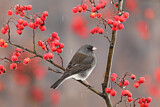 Image. Slate-colored Junco