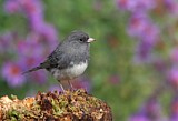 Image. Slate-colored Junco