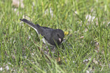 Image. Slate-colored Junco