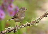 Image. Slate-colored Junco