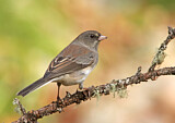 Image. Slate-colored Junco