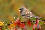 Image. Slate-colored Junco