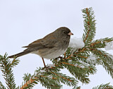 Image. Slate-colored Junco