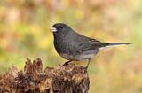 Image. Slate-colored Junco