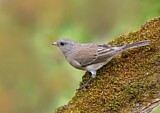 Image. Slate-colored Junco