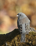 Image. Slate-colored Junco
