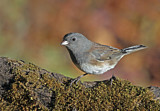 Image. Slate-colored Junco