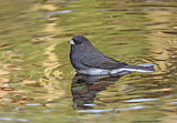 Image. Slate-colored Junco