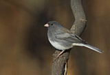 Image. Slate-colored Junco