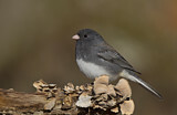 Image. Slate-colored Junco