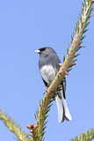 Image. Slate-colored Junco