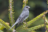 Image. Slate-colored Junco