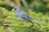 Image. Slate-colored Junco