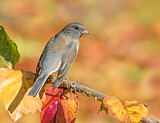 Image. Slate-colored Junco