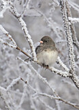 Image. Slate-colored Junco
