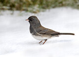Image. Slate-colored Junco
