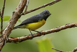 Image. Slate-throated Whitestart