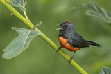 Image. Slate-throated Whitestart