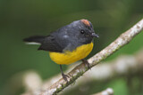 Image. Slate-throated Whitestart