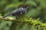 Image. Slaty Brushfinch