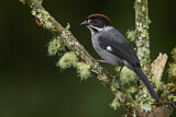 Image. Slaty Brushfinch