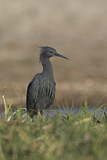 Image. Slaty Egret