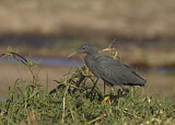 Image. Slaty Egret