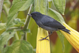 Image. Slaty Flowerpiercer