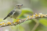 Image. Slaty Flowerpiercer