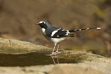 Image. Slaty-backed Forktail