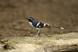 Image. Slaty-backed Forktail