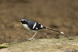 Image. Slaty-backed Forktail